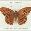 Silver-washed fritillary butterfly.