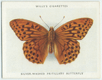Silver-washed fritillary butterfly.