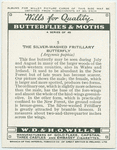 Silver-washed fritillary butterfly.
