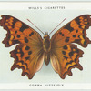 Comma butterfly.