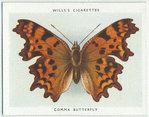 Comma butterfly.