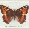 Small tortoiseshell butterfly.