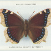 Camberwell beauty butterfly.