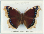 Camberwell beauty butterfly.