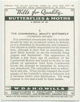 Camberwell beauty butterfly.