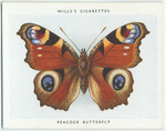 Peacock butterfly.