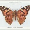 Painted lady butterfly.