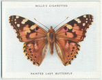 Painted lady butterfly.