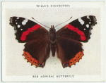 Red admiral butterfly.