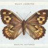Grayling butterfly.