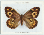 Grayling butterfly.