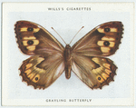 Grayling butterfly.