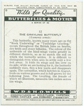 Grayling butterfly.