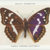 Purple emperor butterfly.