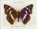 Purple emperor butterfly.