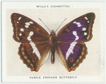 Purple emperor butterfly.