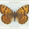 Wall butterfly.