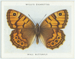 Wall butterfly.