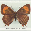 Brown hairstreak butterfly.