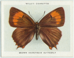 Brown hairstreak butterfly.