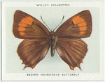 Brown hairstreak butterfly.