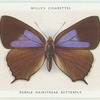 Purple hairstreak butterfly.