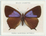 Purple hairstreak butterfly.
