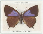 Purple hairstreak butterfly.