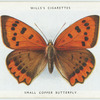 Small copper butterfly.
