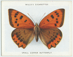 Small copper butterfly.