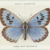 Large blue butterfly.