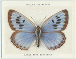 Large blue butterfly.