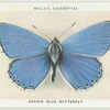 Adonis blue butterfly.