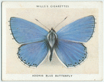 Adonis blue butterfly.
