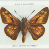 Large skipper butterfly.