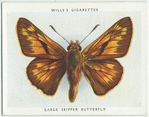 Large skipper butterfly.