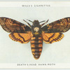 Death's-head hawk-moth.