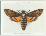 Death's-head hawk-moth.