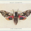 Eyed hawk-moth.