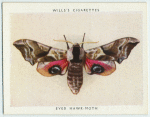 Eyed hawk-moth.