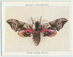 Eyed hawk-moth.