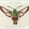 Broad-bordered bee hawk-moth.