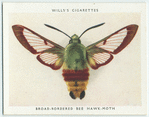 Broad-bordered bee hawk-moth.