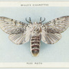 Puss moth.