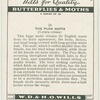 Puss moth.