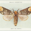 Buff tip moth.
