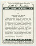 Buff tip moth.
