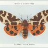 Garden tiger moth.