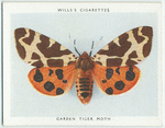 Garden tiger moth.