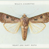 Heart and dart moth.